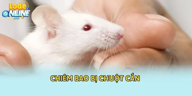 Chiêm bao bị chuột cắn