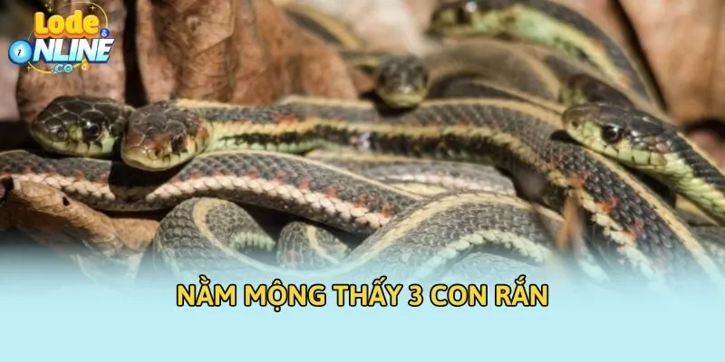 Nằm mộng thấy 3 con rắn